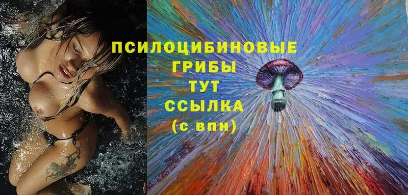 купить  сайты  Торжок  Псилоцибиновые грибы Psilocybe 